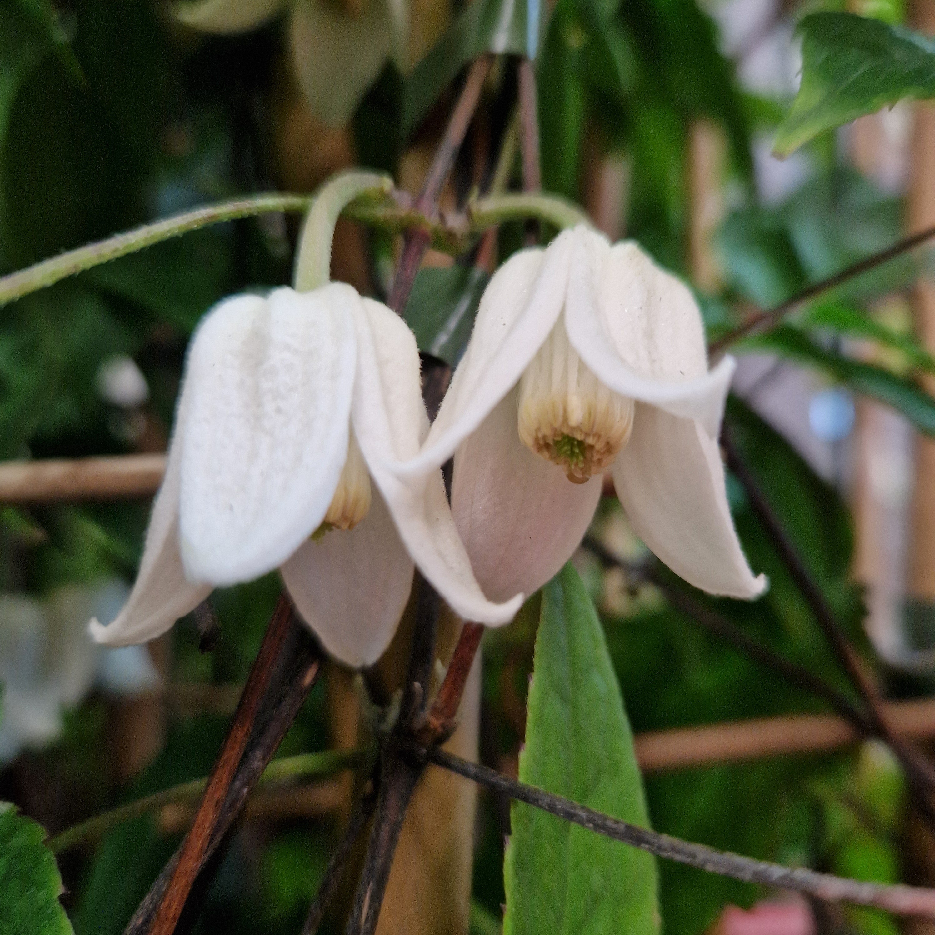 Clematis urophylla Winter Beauty