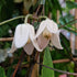 Clematis urophylla Winter Beauty