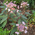 Hydrangea aspera Hot Chocolate