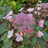 Hydrangea aspera Hot Chocolate