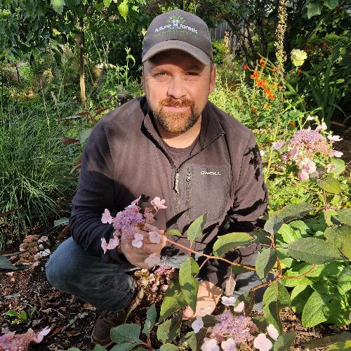 Hydrangea aspera Hot Chocolate