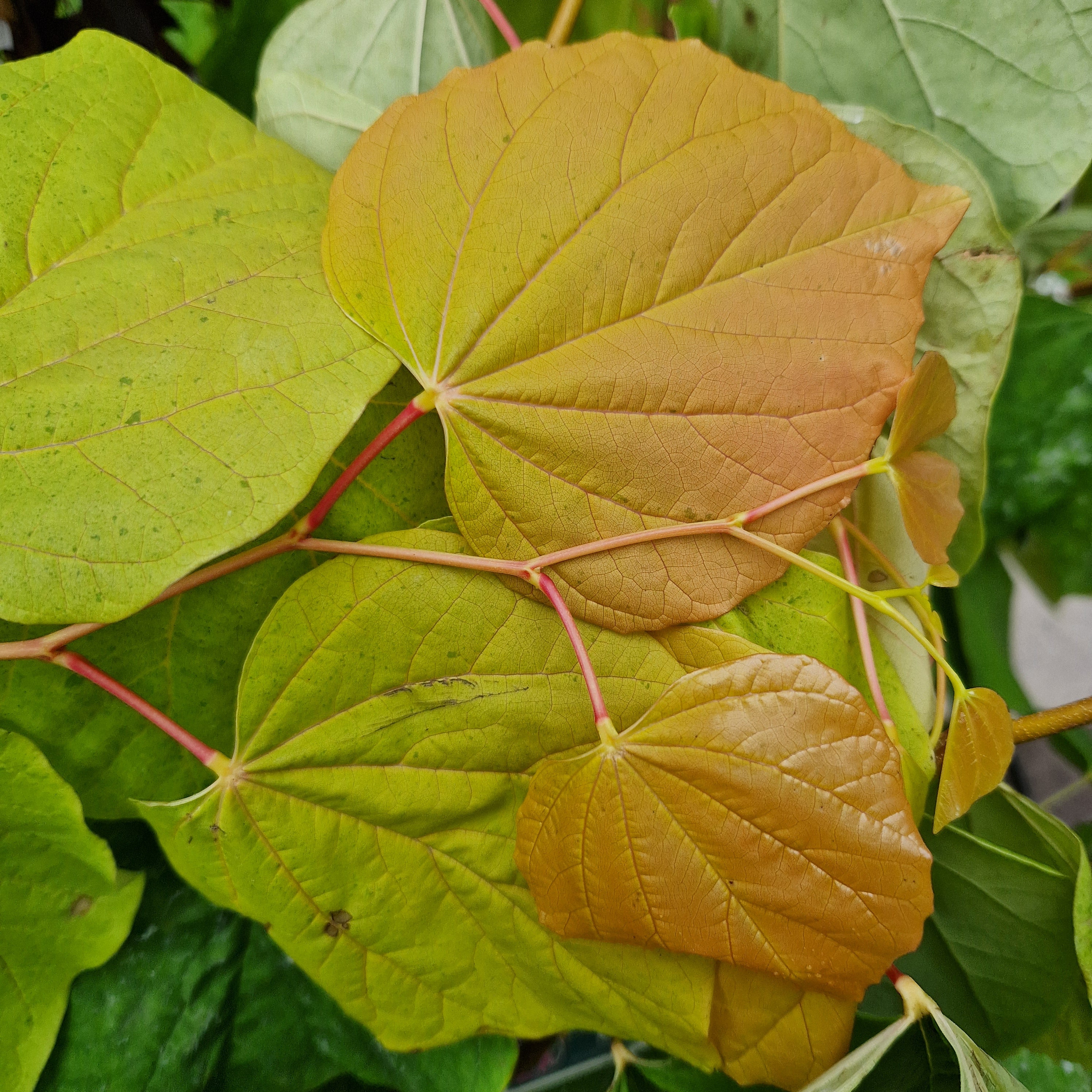 Cercis canadensis The Rising Sun