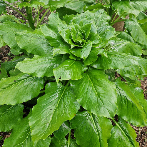 Cardiocrinum giganteum
