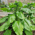 Cardiocrinum giganteum