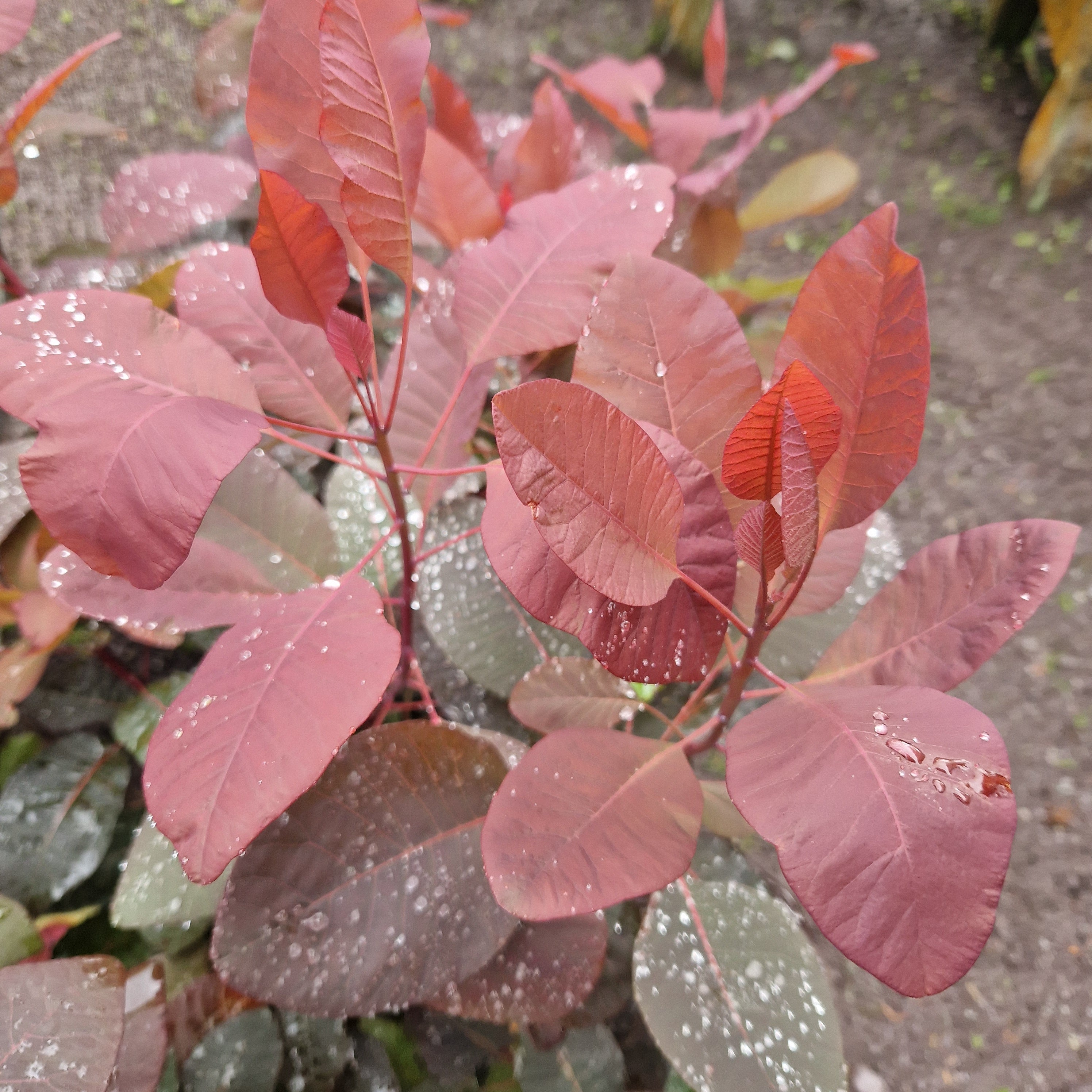 Cotinus coggygria Ruby Glow