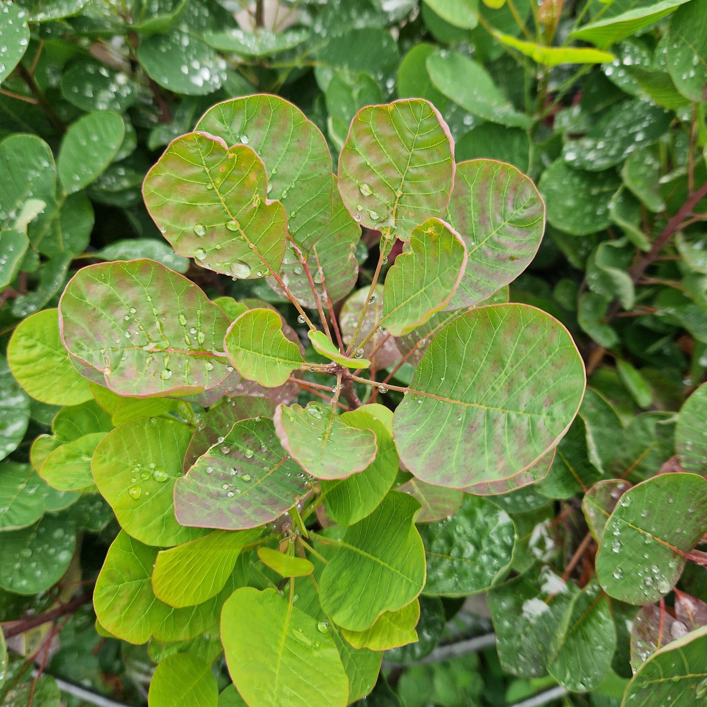 Cotinus coggygria Smokey Joe