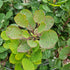 Cotinus coggygria Smokey Joe