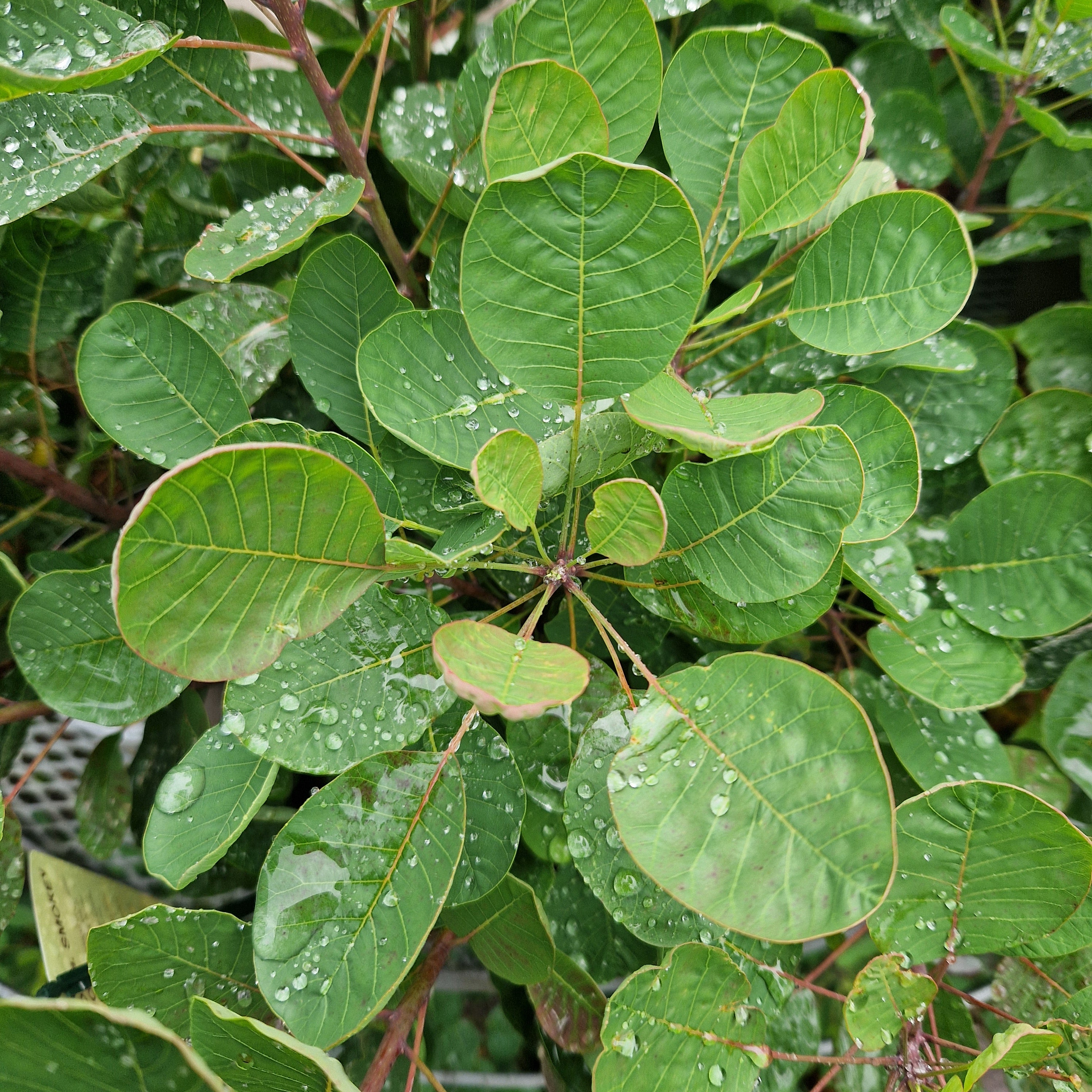 Cotinus coggygria Smokey Joe