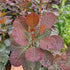 Cotinus coggygria Magical Torch