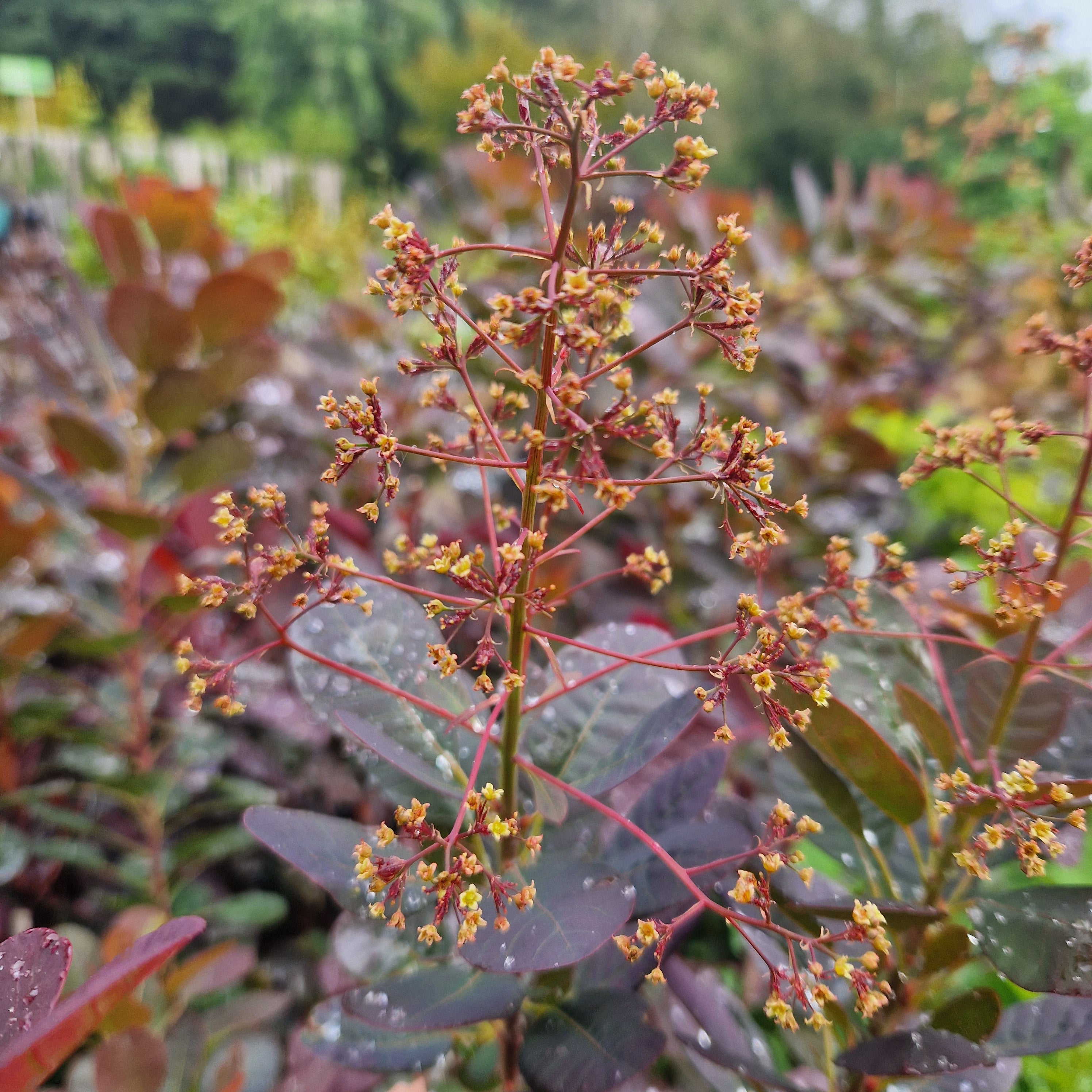 Cotinus coggygria Magical Torch