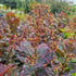 Cotinus coggygria Magical Torch