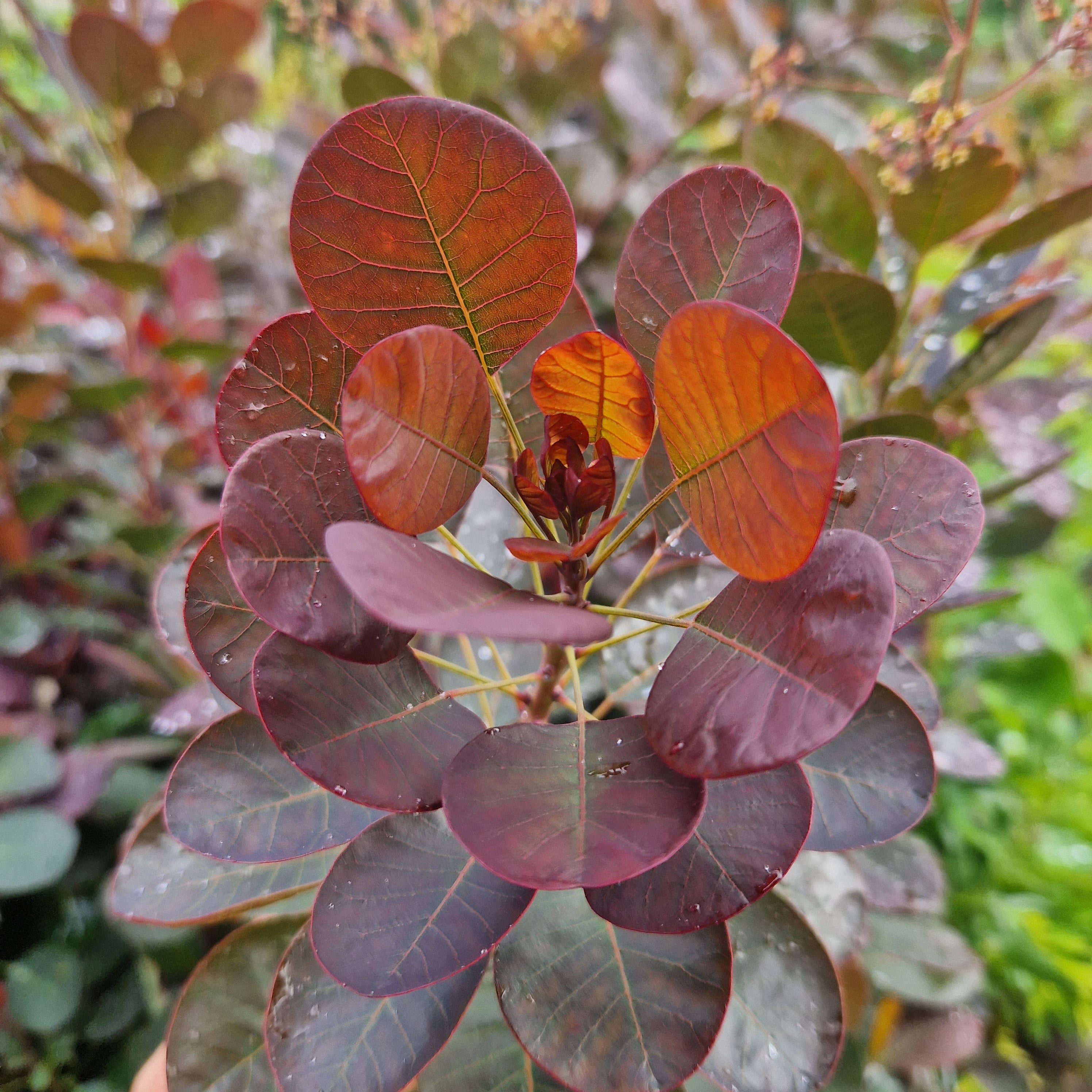 Cotinus coggygria Magical Torch