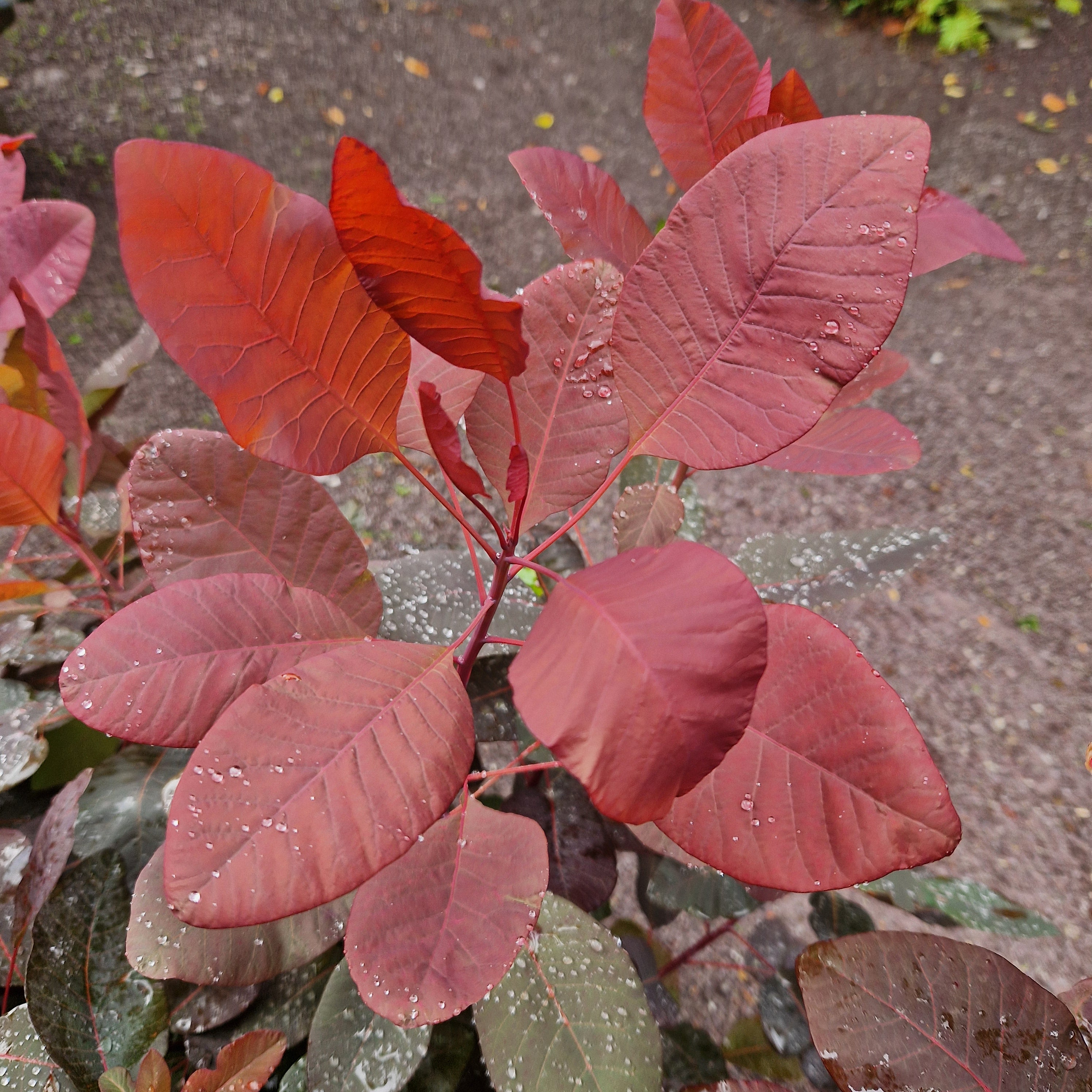 Cotinus coggygria Ruby Glow