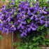 Clematis Jackmanii