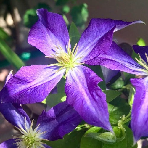 Clematis Jackmanii