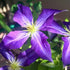 Clematis Jackmanii