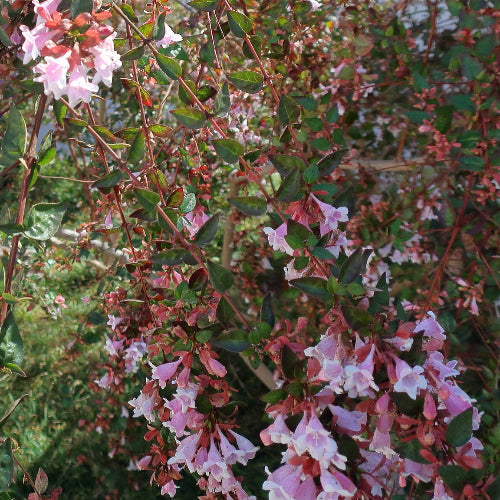 Abelia parvifolia Bumblebee
