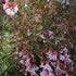 Abelia parvifolia Bumblebee