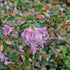 Abelia parvifolia Bumblebee