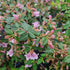 Abelia parvifolia Bumblebee