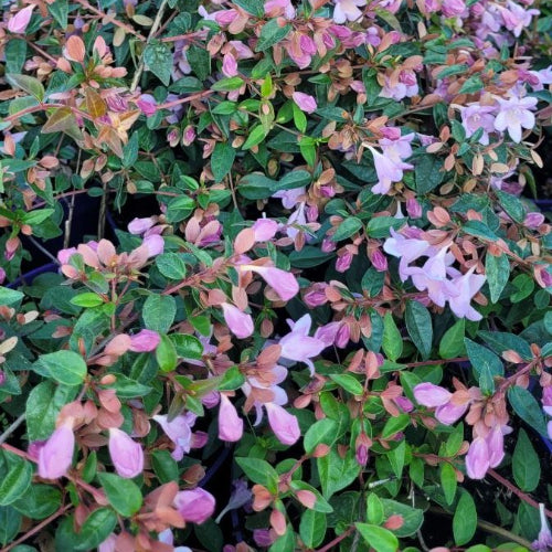Abelia grandiflora Pink Pong