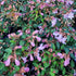 Abelia grandiflora Pink Pong