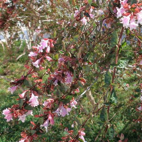 Abelia grandiflora Pink Pong