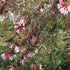 Abelia grandiflora Pink Pong
