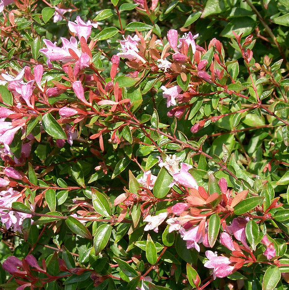 Abelia grandiflora Pink Pong