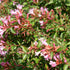 Abelia grandiflora Pink Pong