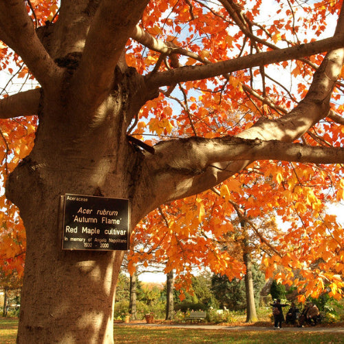 Acer rubrum Autumn Flame