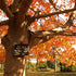 Acer rubrum Autumn Flame
