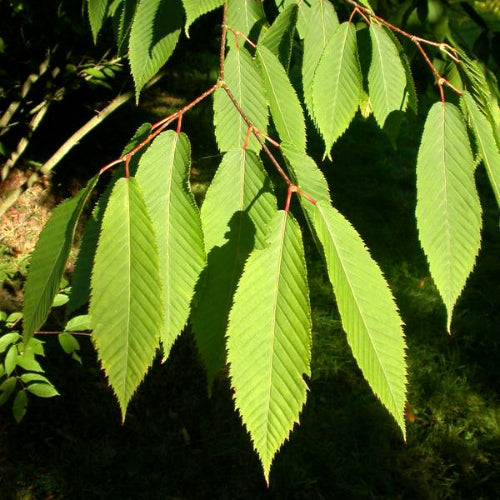 Acer carpinifolium