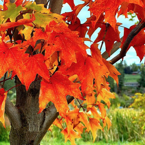 Acer x freemanii Autumn Blaze (syn. Jeffersred)