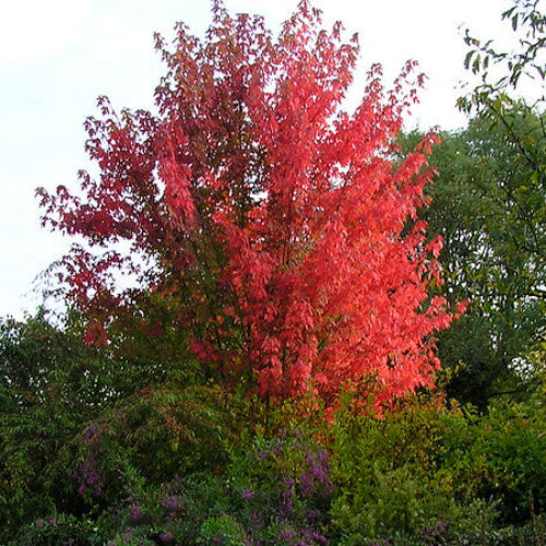 Acer x freemanii Autumn Blaze (syn. Jeffersred)