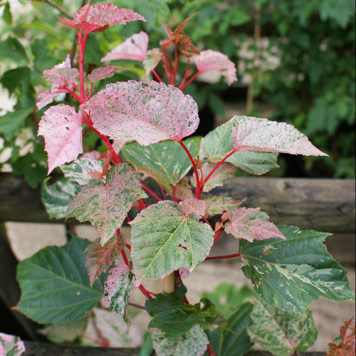 Acer conspicuum Red Flamingo