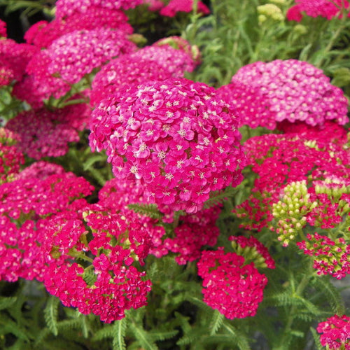 Achillea millefolium Saucy Seduction