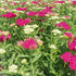 Achillea millefolium Saucy Seduction