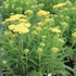 Achillea millefolium Sunny Seduction