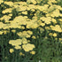 Achillea millefolium Sunny Seduction