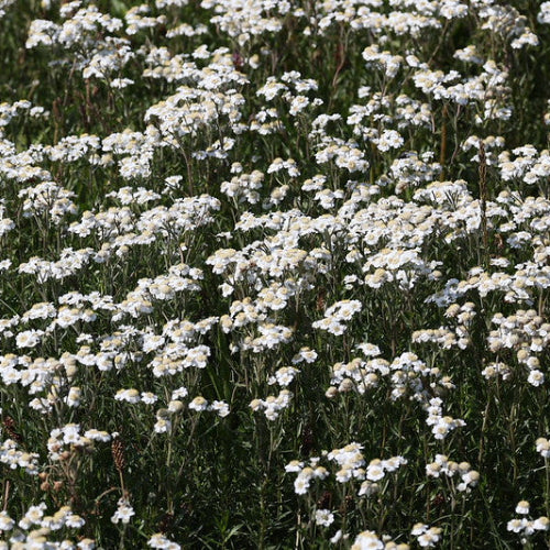 Achillea ptarmica