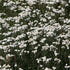 Achillea ptarmica