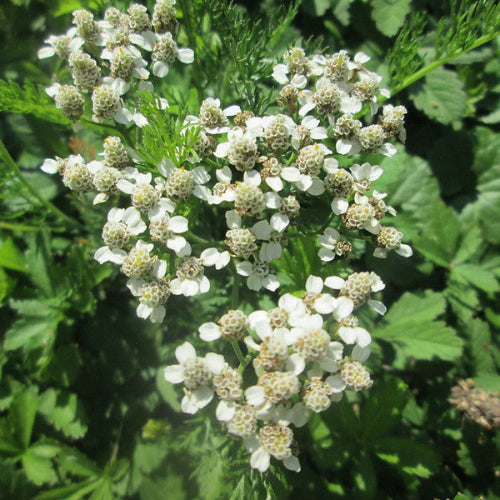 Achillea ptarmica