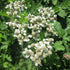 Achillea ptarmica