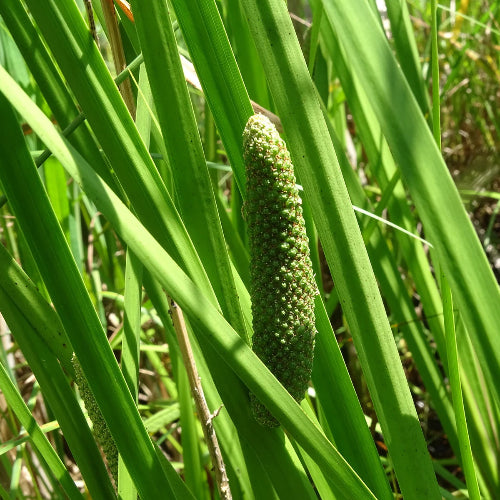 Acorus calamus