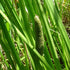 Acorus calamus