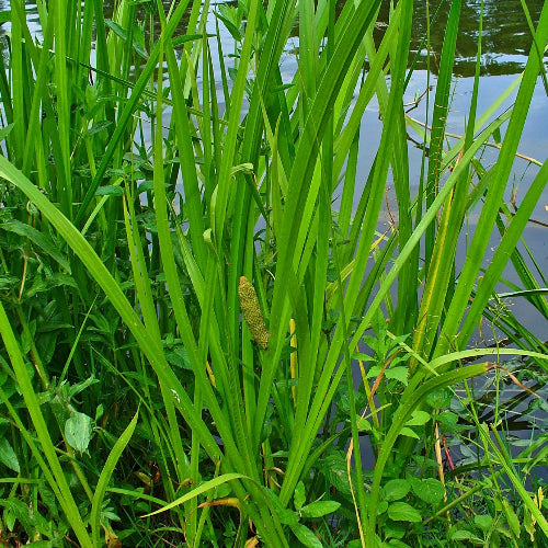 Acorus calamus