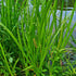 Acorus calamus
