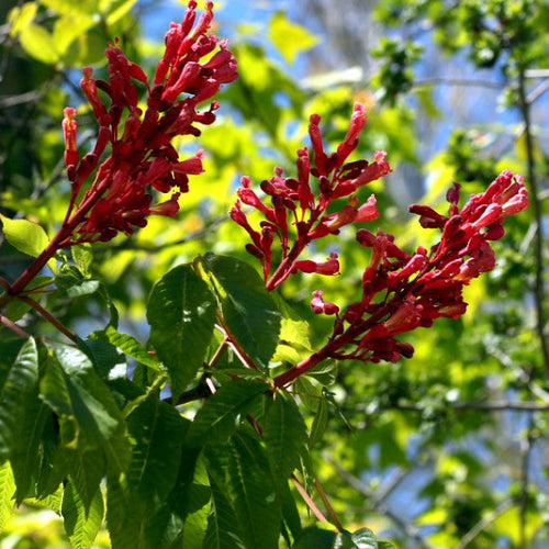 Aesculus pavia Atrosanguinea