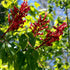 Aesculus pavia Atrosanguinea